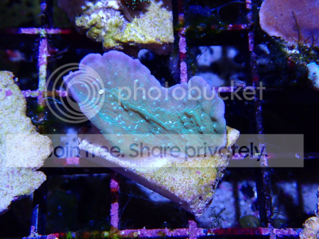 P8310280_zpszuxllg2c.jpg