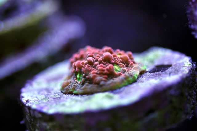 DSC_0534_edited-1.jpg