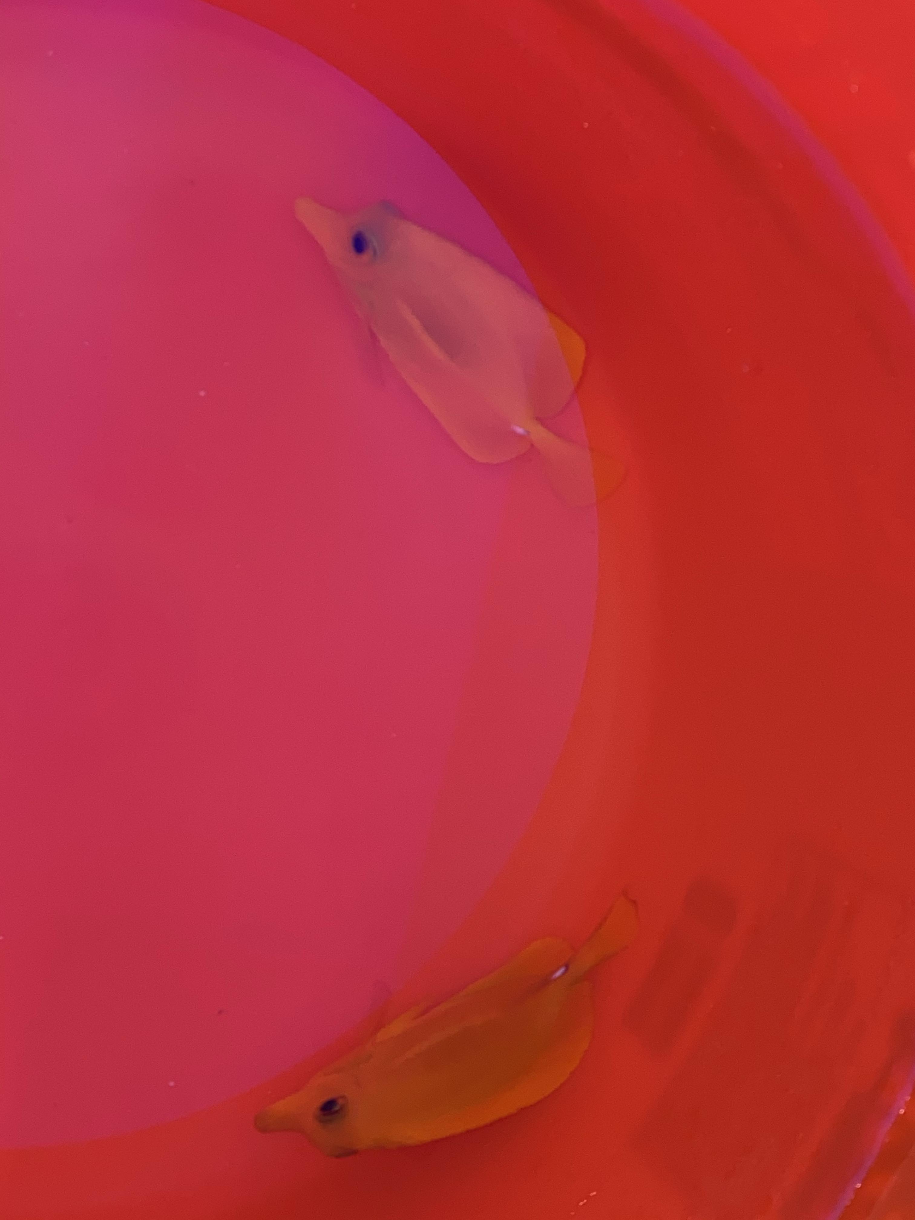 a60d0cf93480055cf9ec14e7e32b1fdc.jpg
