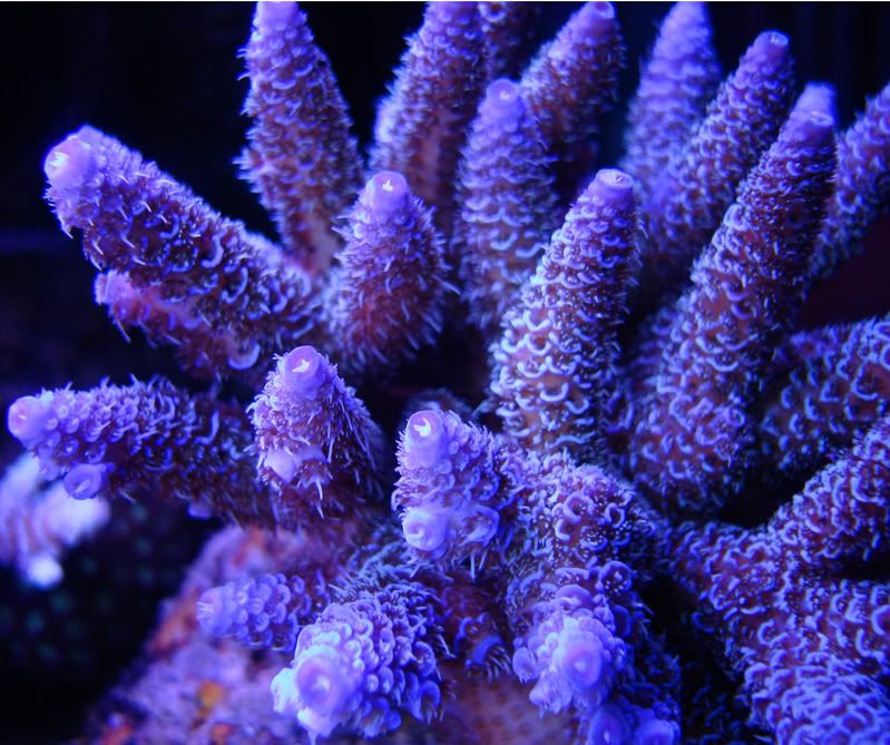 supergrapemille.jpg
