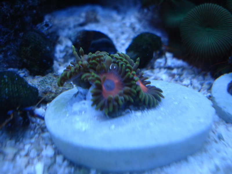 fishtank4-09020.jpg