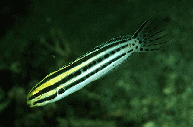 meiacanthus_grammistes32548.jpg