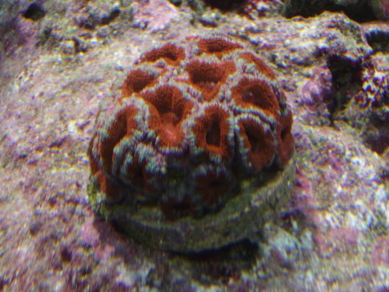 jayfish002.jpg