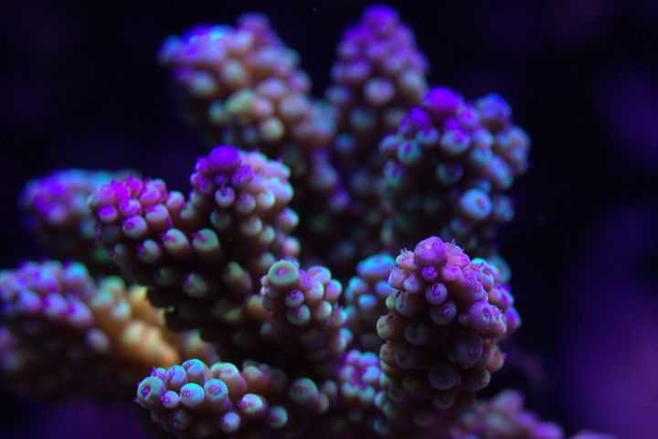 acro.jpg