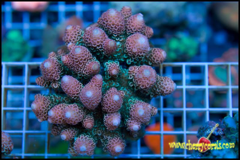 NewCorals_12-10.jpg