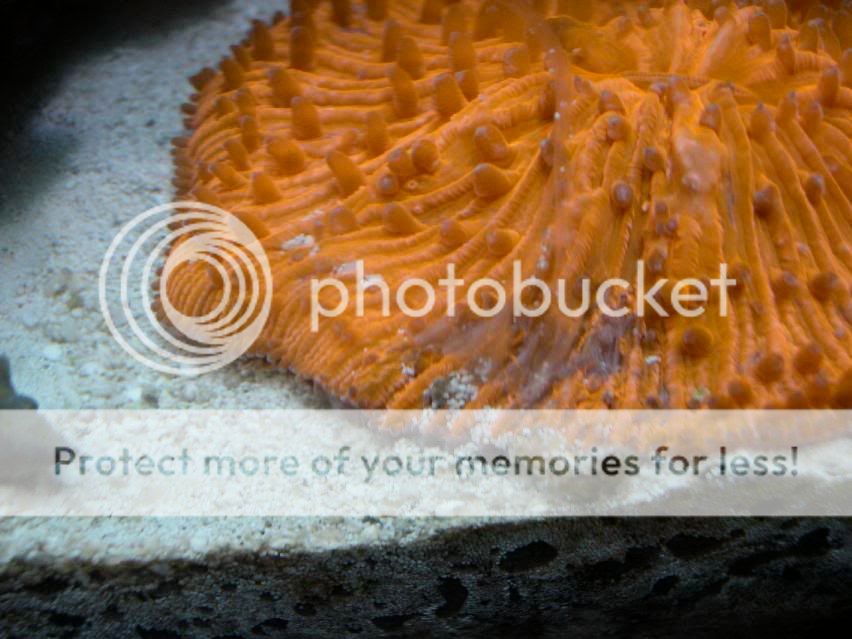 reefpic6.jpg