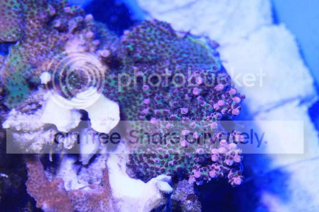IMG_4078_zpsbe8ca8ea.jpg