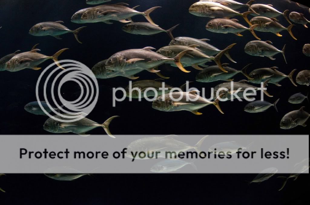 AtlantaAquarium-1.jpg