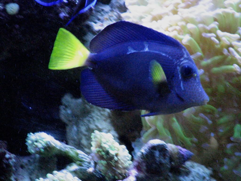 PurpleTanglatterallineRightSide_zps0b6885b4.jpg