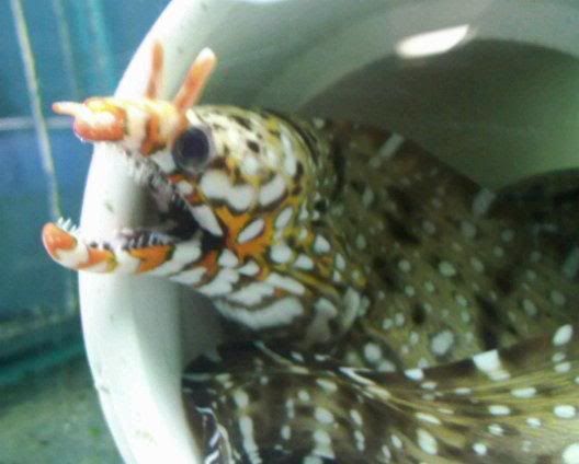 eel.jpg