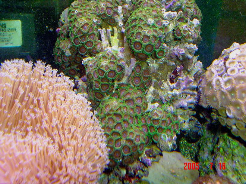 Eagleeyezoanthids.jpg