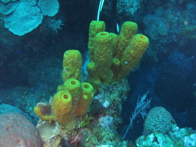 GrandCayman2010171.jpg