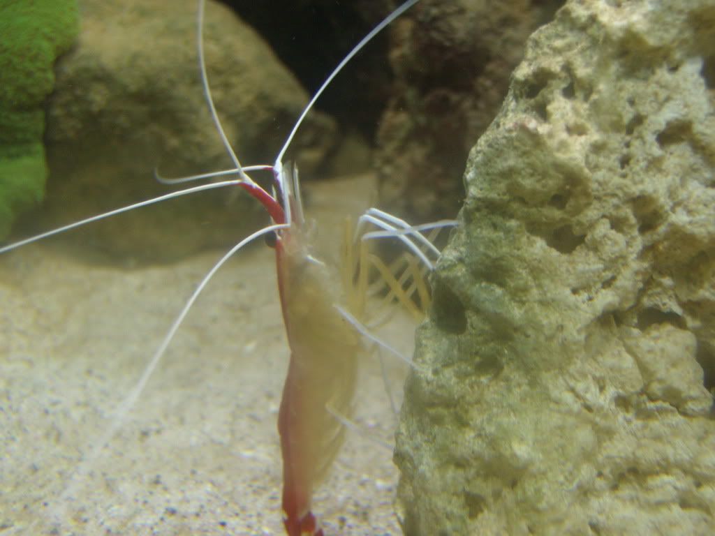 jayfish178.jpg