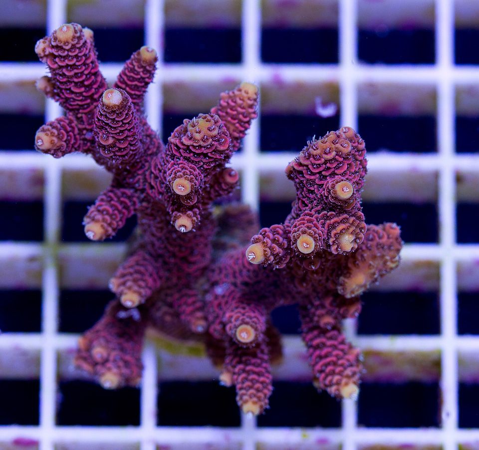 anewcoral_5-3.jpg