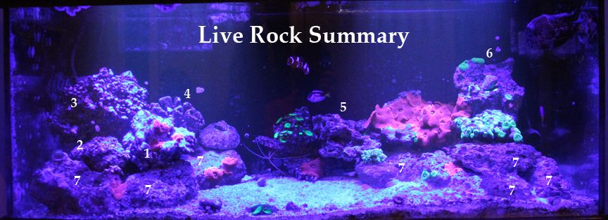 Live-Rock-Summary_zpszoz8adwh.jpg