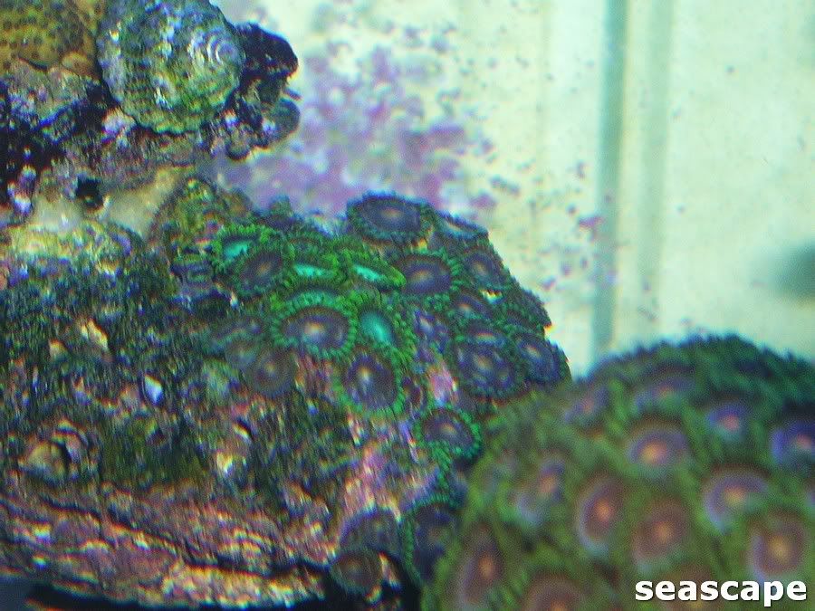 morepicsof180corals021.jpg