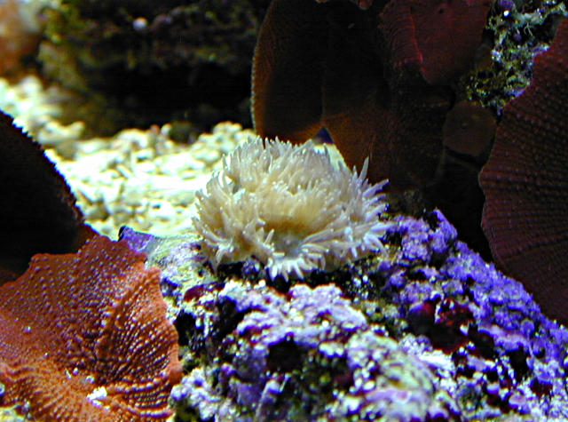 www.rl180reef.com