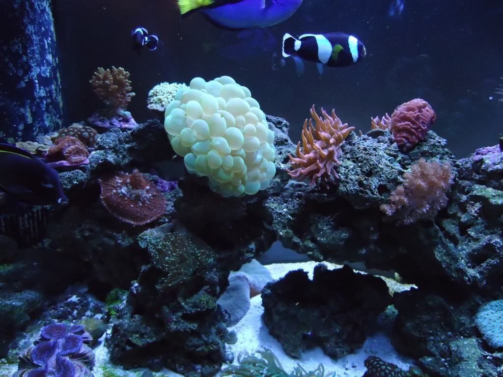 fishtank1-1.jpg