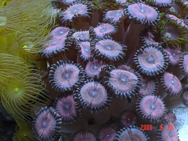 65g_pinkpalys2.jpg