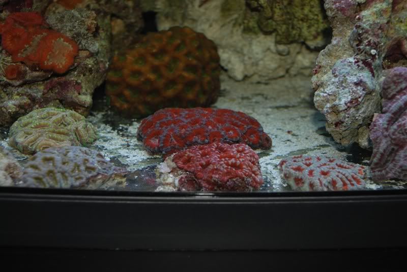 acan2.jpg