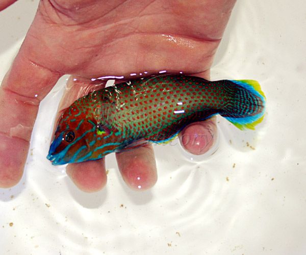 bluefacewrasse.jpg