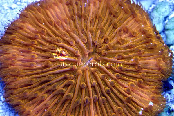 orange_fungia_macro-2.jpg