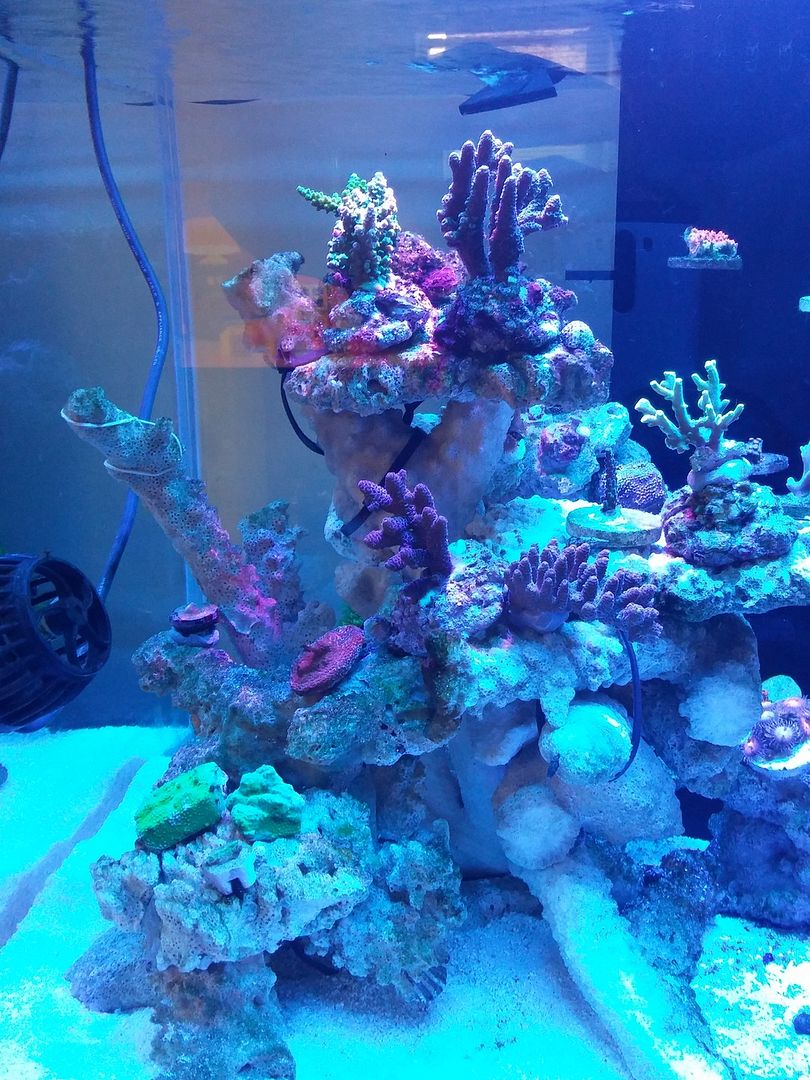 20150321_155554_zps2mmdoco8.jpg
