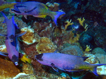 creolewrasse3.jpg