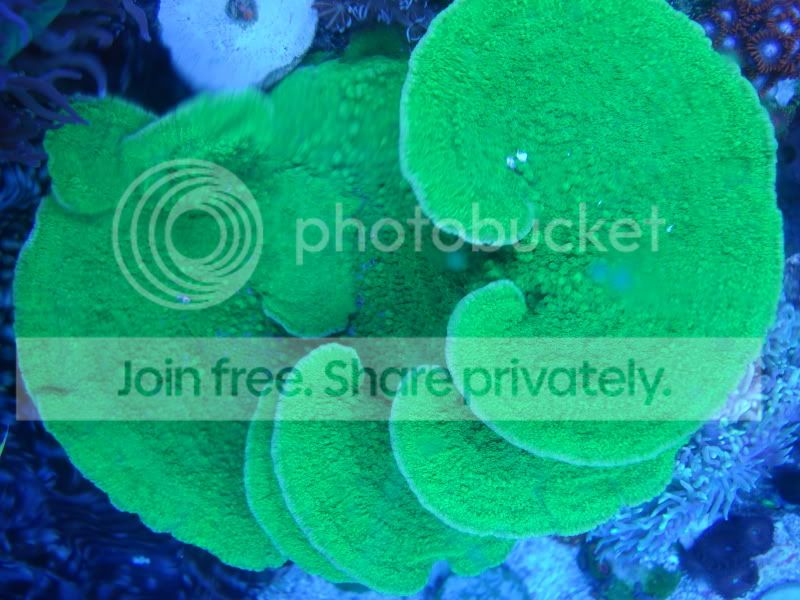 fishtank4-09023.jpg