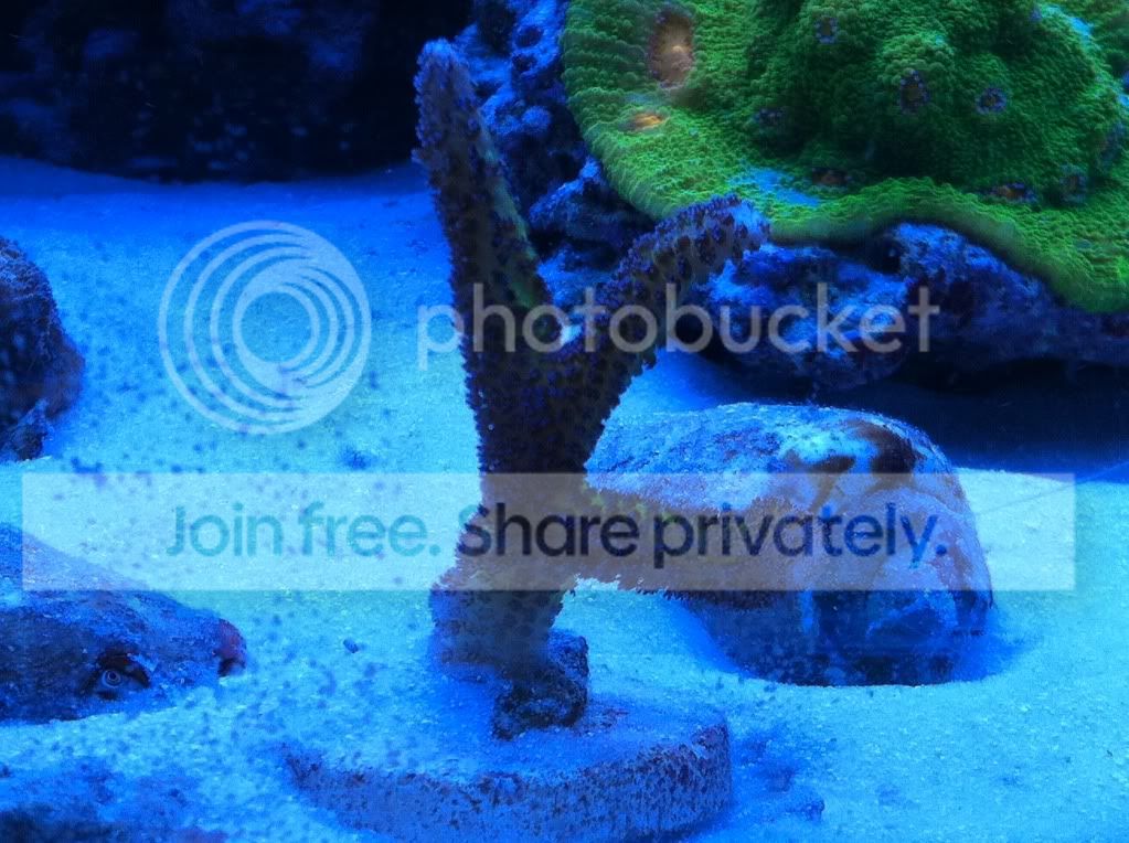 frags2-25-12009.jpg