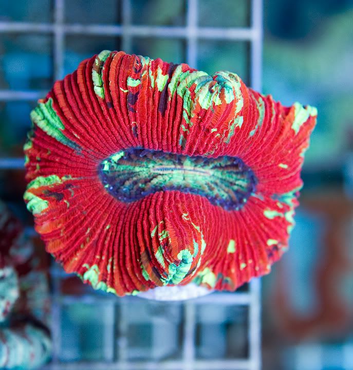 anewcorals_6-1.jpg