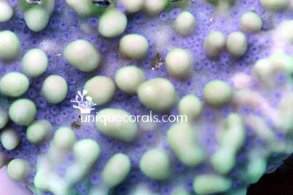 flowerpetal_monti4_macro.jpg