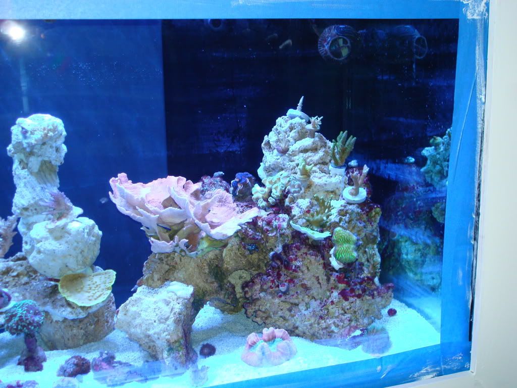 Tank2009june003.jpg