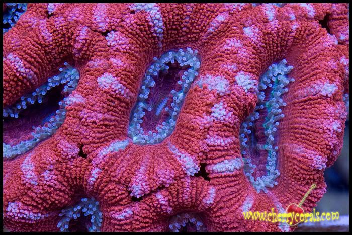 NewCoral_3copy-2.jpg