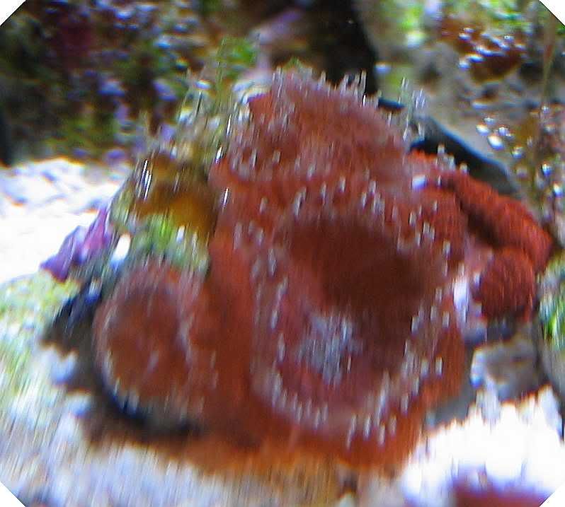 micro2.jpg