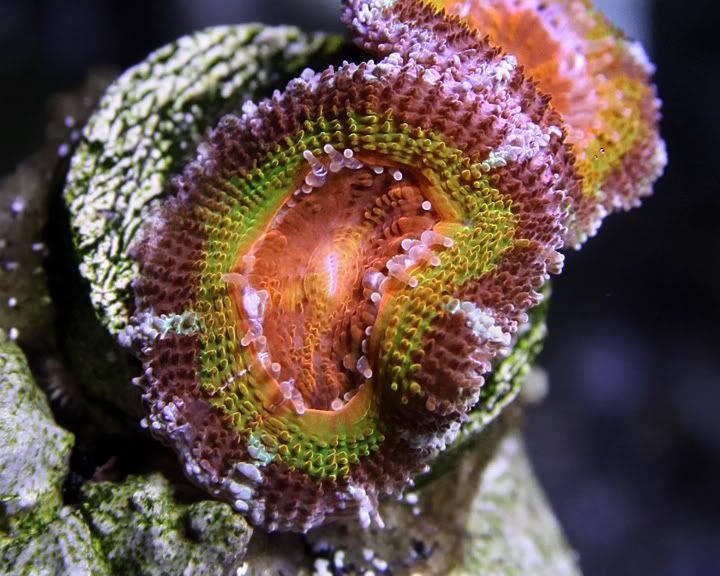 acan-111409.jpg