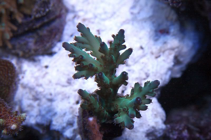 006-8.jpg