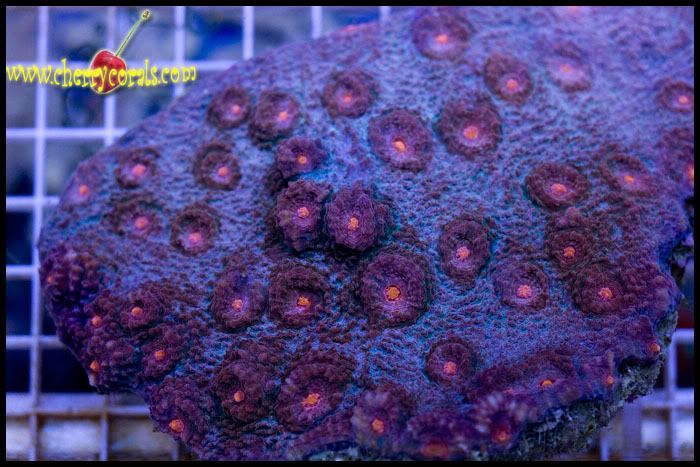 NewCoral_19copy2.jpg