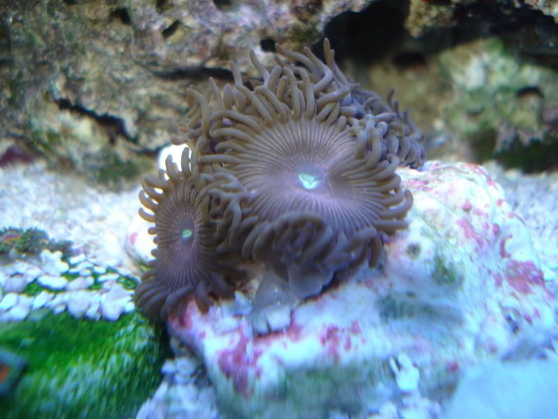 fishtank4-09019.jpg