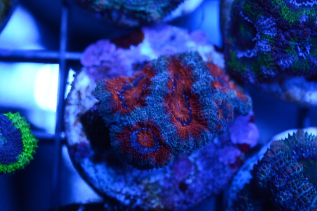 DSC_4741_zpscqucq6by.jpg