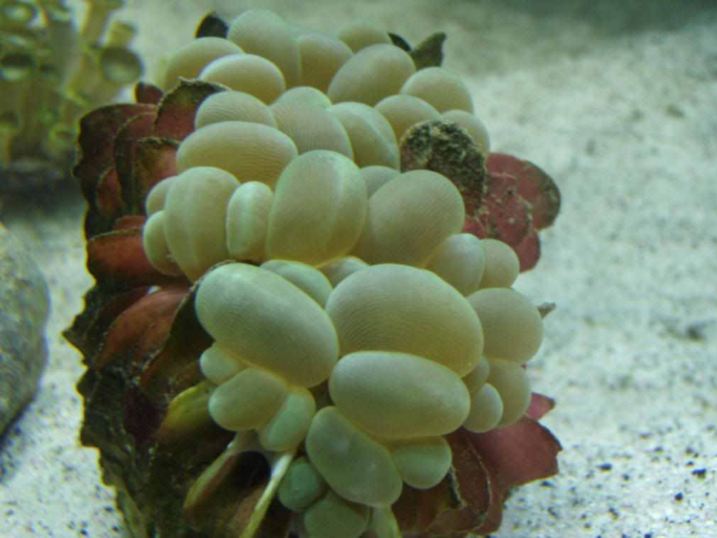 jayfish102.jpg