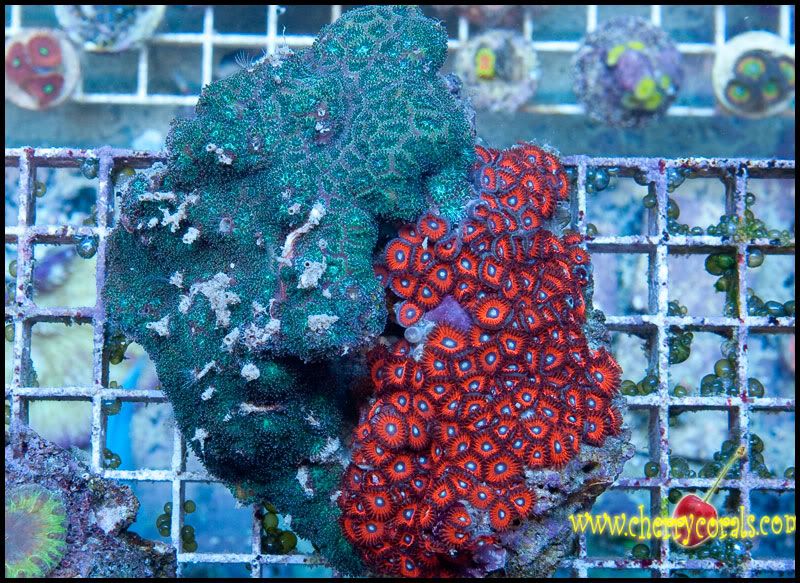 NewCorals100_8-1.jpg
