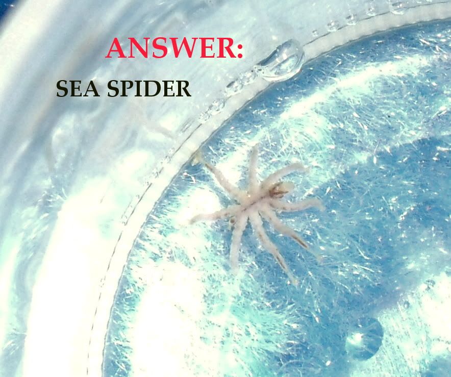 SeaSpider007.jpg