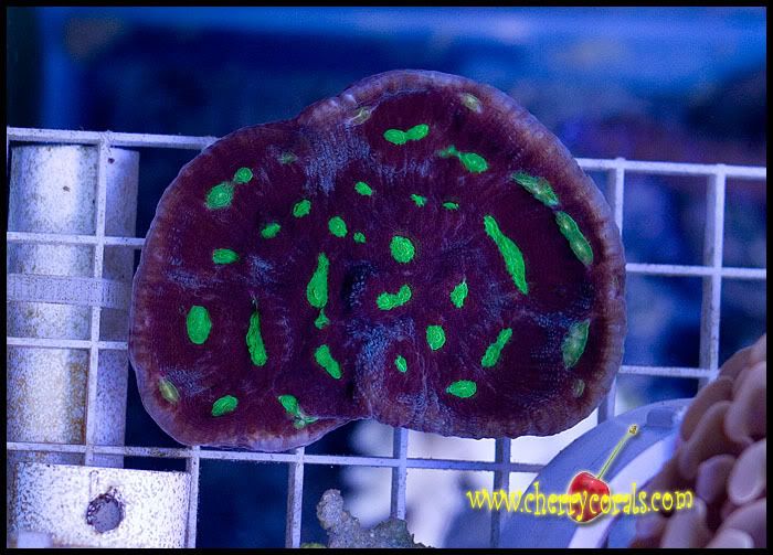 NewCoral_1copy.jpg