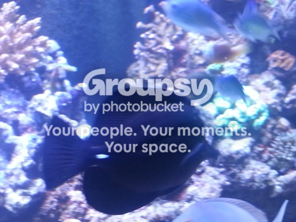 20130310_162907_zps95fbe0c1.jpg