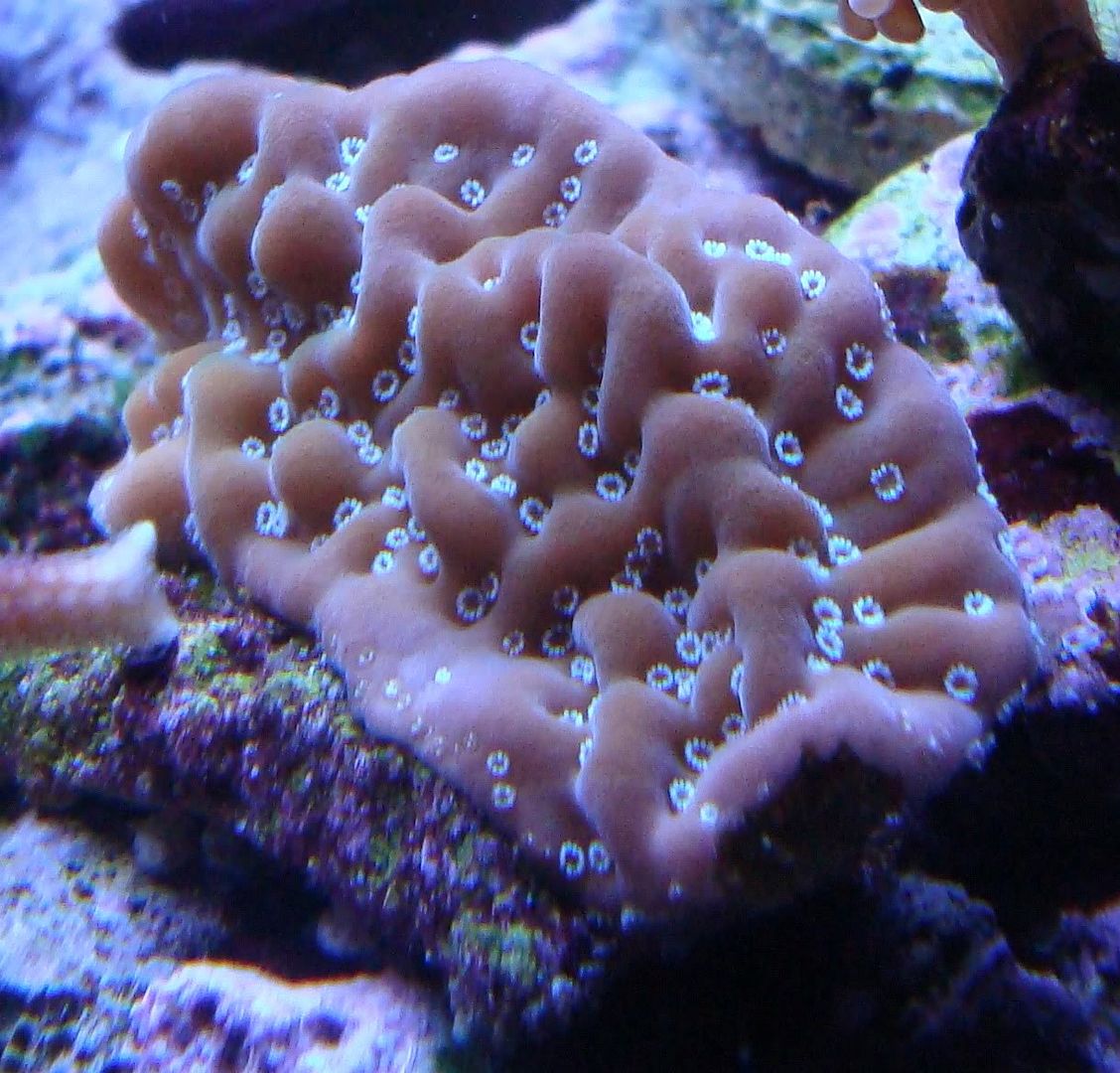 montipora_undata.jpg