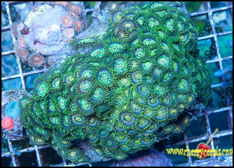 NewCorals100_9-1.jpg