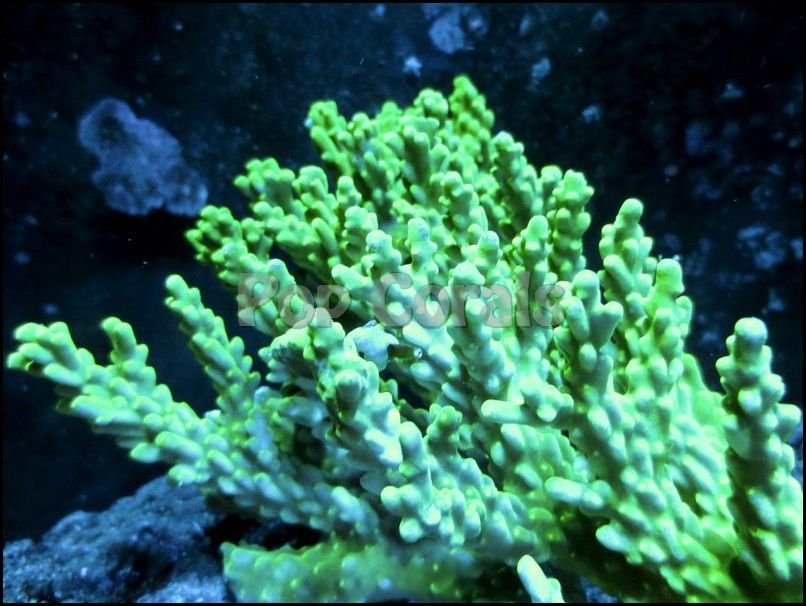 IMG_1198_zps9d5afeca.jpg