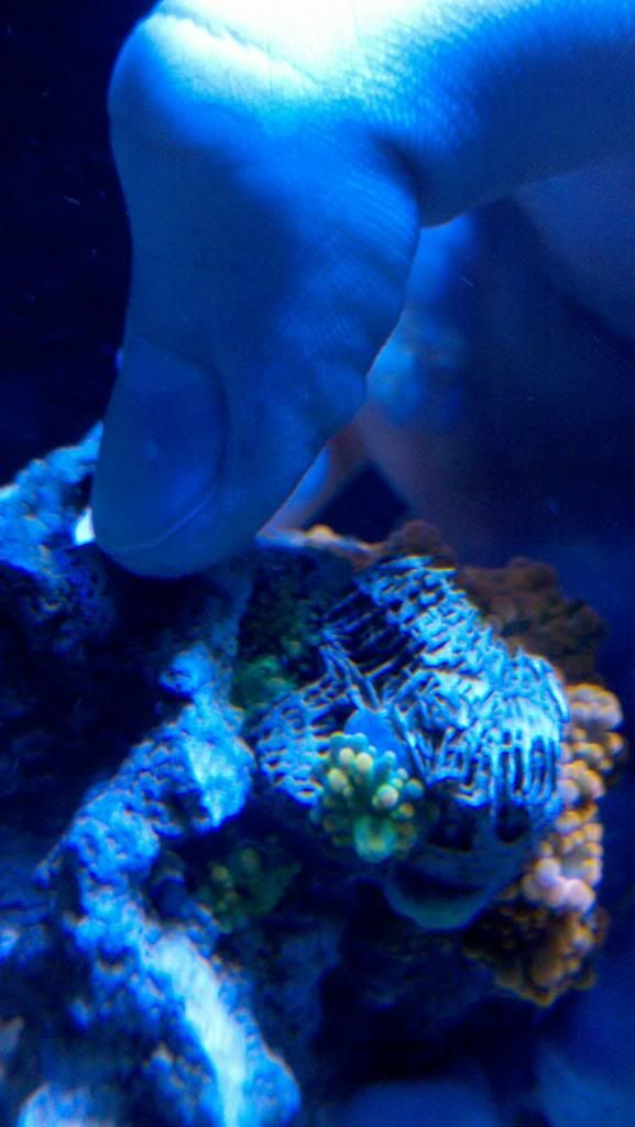 2013-02-07_18-36-06_347_zps4bddcb18.jpg