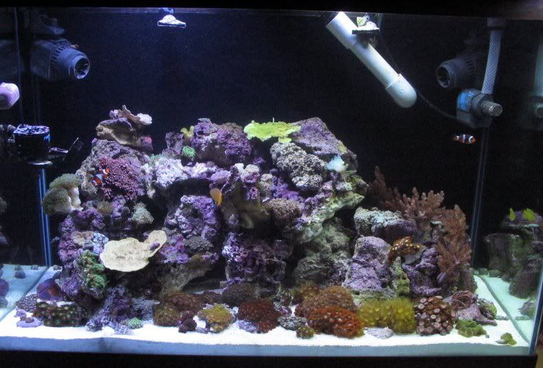 65g_full2.jpg
